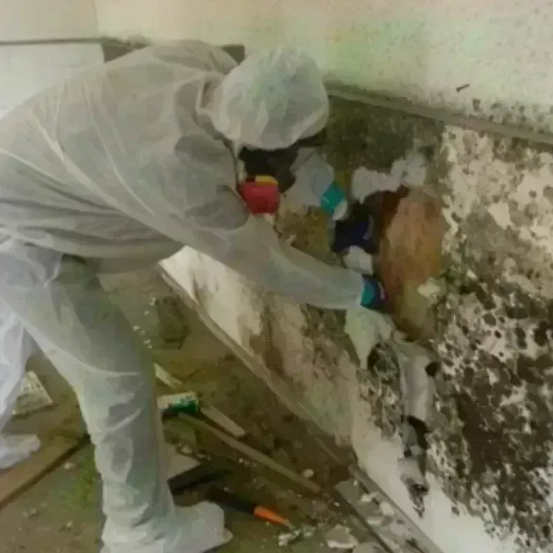 Mold Remediation and Removal in Silver Springs, NV